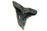 Snaggletooth Shark (Hemipristis) Tooth - South Carolina #280077-1